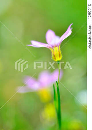 eastern blue-eyed grass, sisyrinchium atlanticum, blue-eyed grass 4290948