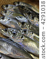blue fish, horse mackerel, mameaji 4291038