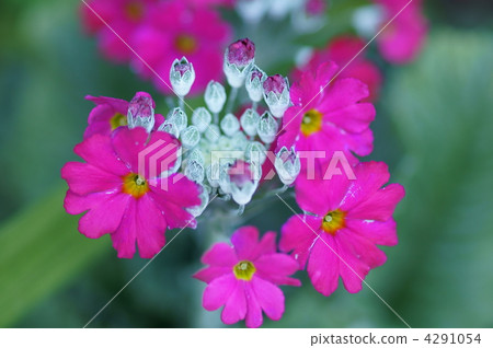 I am Primula Maracoides West cherry tree. I am Primula Maracoides West cherry tree. 4291054