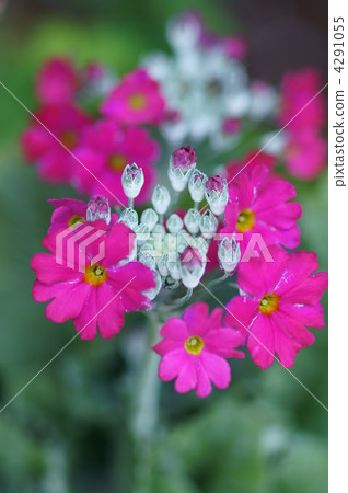 I am Primula Maracoides West cherry tree. 4291055