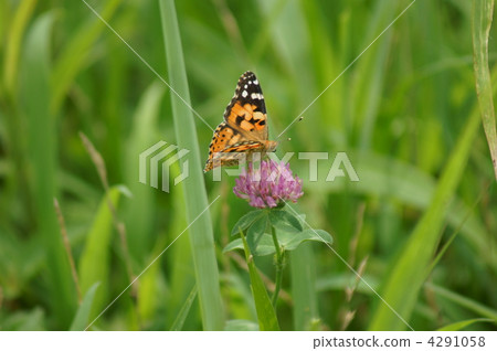 公主紅莖稈羽毛裝滿了紅色的草......看起來很美味，蜂蜜也是煙熏的。 4291058