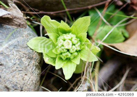 It is delicious if it is tempura. But cherish nature. 4291069