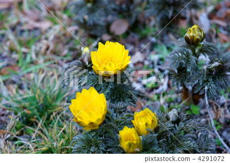 Fukuzukusa雖然花語是一種變態,但它是有毒的草。 Fukuzukusa雖然花語是一種變態,但它是有毒的草。 4291072