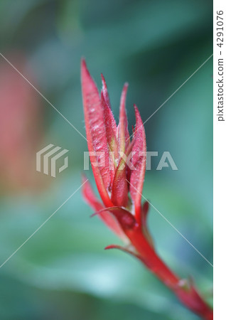 There is sometimes called Red Robin. There is sometimes called Red Robin. 4291076