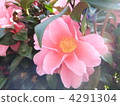 Camellia flower 4291304