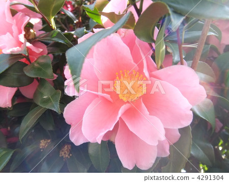 Camellia flower 4291304