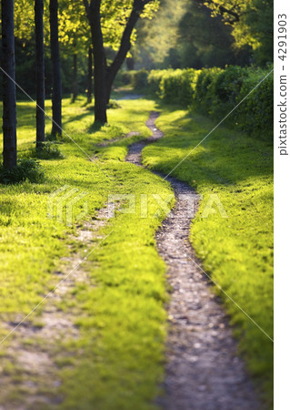Sunlit path with a few flying pollen 4291903