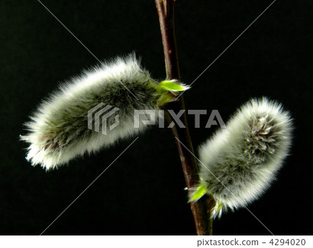 Feline Willi 4294020