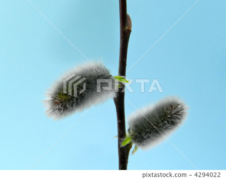 貓王威利 4294022