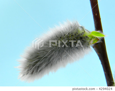 Feline Willi 4294024