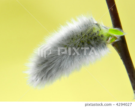 Feline Willi 4294027