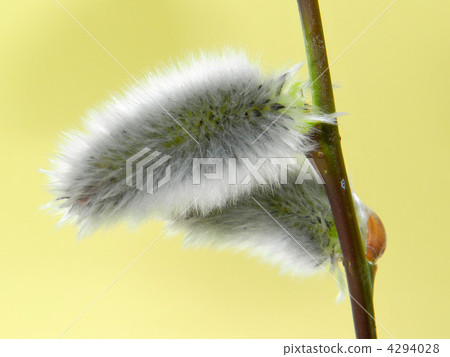 貓王威利 4294028