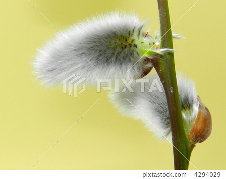 貓王威利 4294029