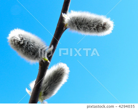 Feline Willi Feline Willi 4294035