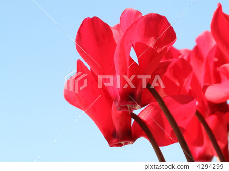 藍天和庭院仙客來 4294299