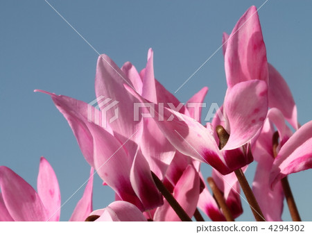 Blue sky and garden cyclamen 4294302