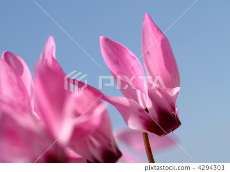 藍天和庭院仙客來 4294303