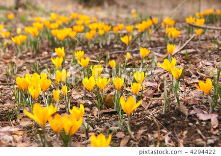 March Crocus和Iridaceae 98 March Crocus和Iridaceae 98 4294422
