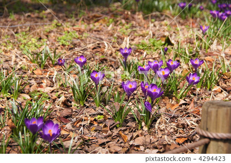 March Crocus / Iridaceae 99 March Crocus / Iridaceae 99 4294423