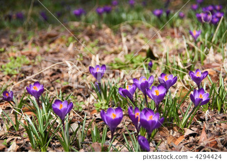 March Crocus和Iridaceae 100 March Crocus和Iridaceae 100 4294424