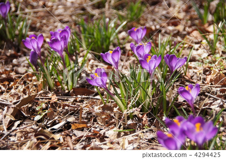March Crocus and Iridaceae 101 March Crocus and Iridaceae 101 4294425