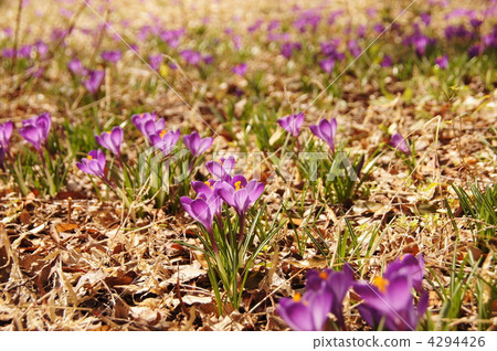 March Crocus和Iridaceae 102 March Crocus和Iridaceae 102 4294426
