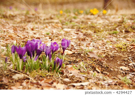 March Crocus和Iridaceae 103 March Crocus和Iridaceae 103 4294427