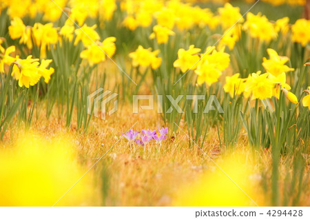 March Crocus和Iridaceae 104 March Crocus和Iridaceae 104 4294428
