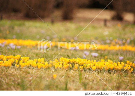 March Crocus / Iridaceae 107 March Crocus / Iridaceae 107 4294431