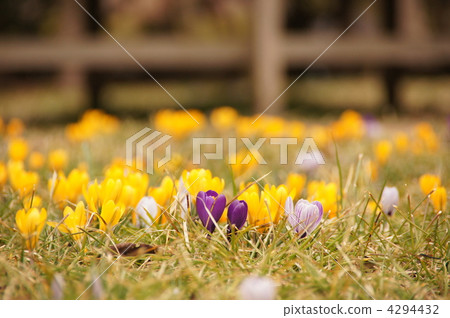 March Crocus and Iridaceae 108 March Crocus and Iridaceae 108 4294432