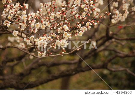 3月Hakubai薔薇科236 4294503