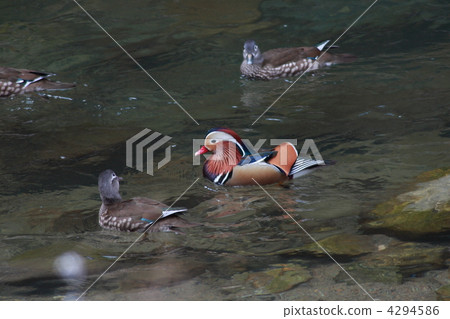 [按摩夫婦] 4294586