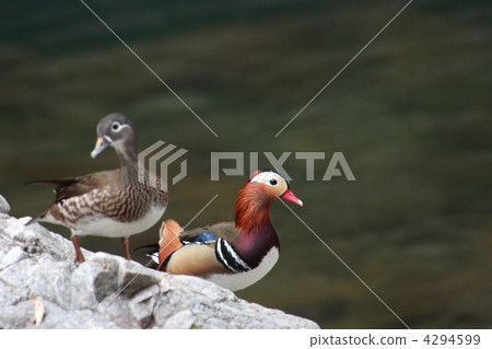 [Massage couple] 4294599