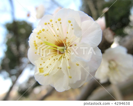 Yuino梅花 Yuino梅花 4294638