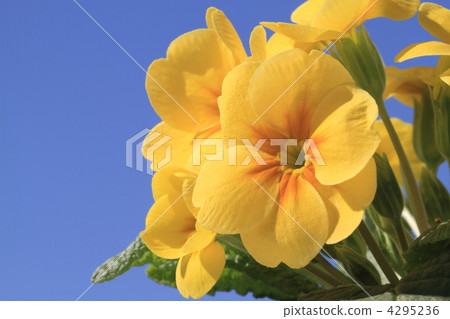 藍天和報春花 4295236