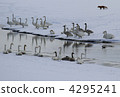 Swans who are wary of Kita fox 4295241