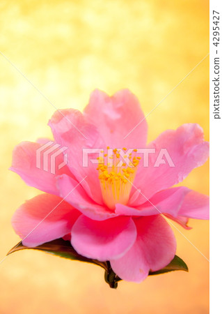 茶花 茶花 4295427