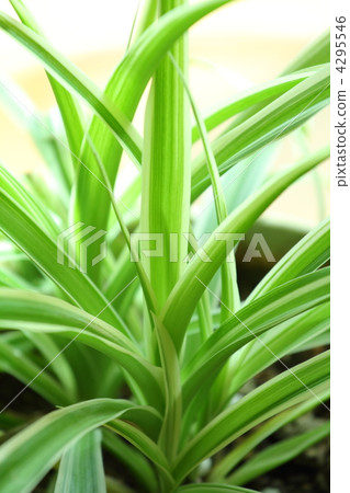 吊蘭 吊蘭 4295546