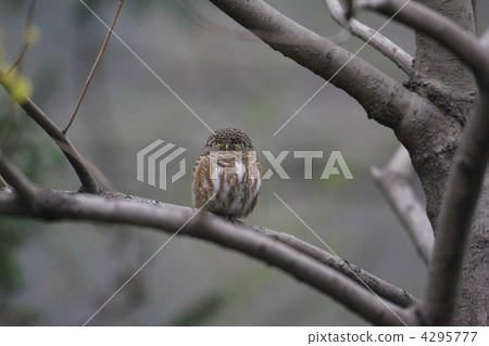 Owl owl 4295777