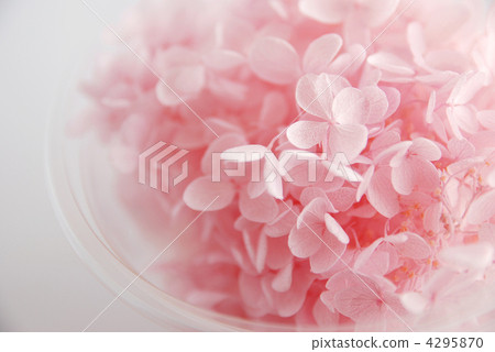 保鮮花繡球花 保鮮花繡球花 4295870