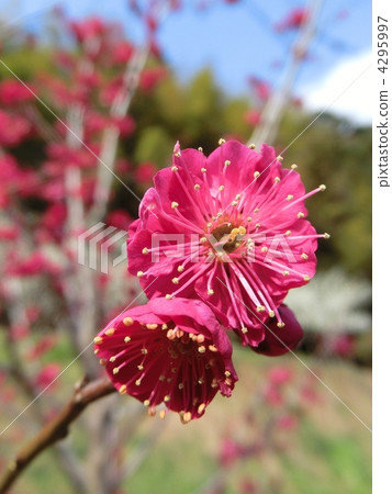 ume, bloom, Japanese apricot 4295997