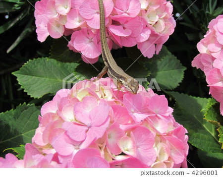 gecko, reptile, reptilian 4296001