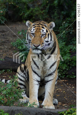 西伯利亞虎 動物 天竺寺動物園 4296157
