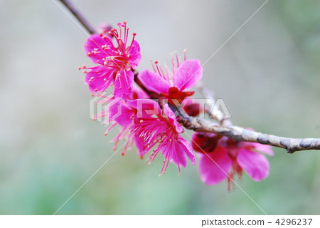 Plum blossom Plum blossom 4296237