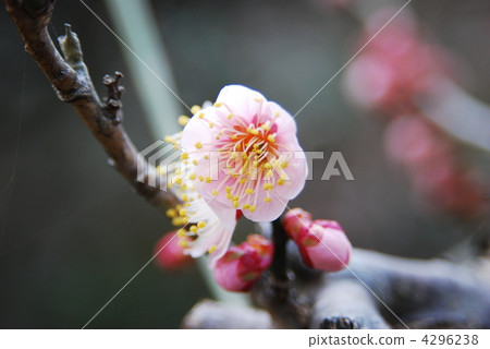 Plum blossom Plum blossom 4296238