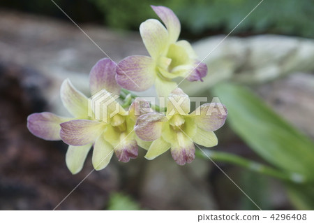 图库照片: 洋兰 花朵 花卉