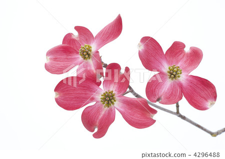 Red Flower Flower Flower Red Flower Flower Flower 4296488