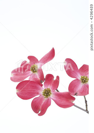 紅色花花 4296489