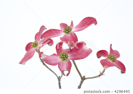 Red Flower Flower Flower 4296495