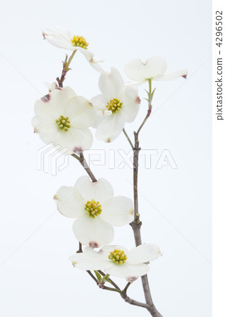 White flower tree flowers 4296502